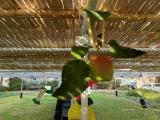 Sukkot